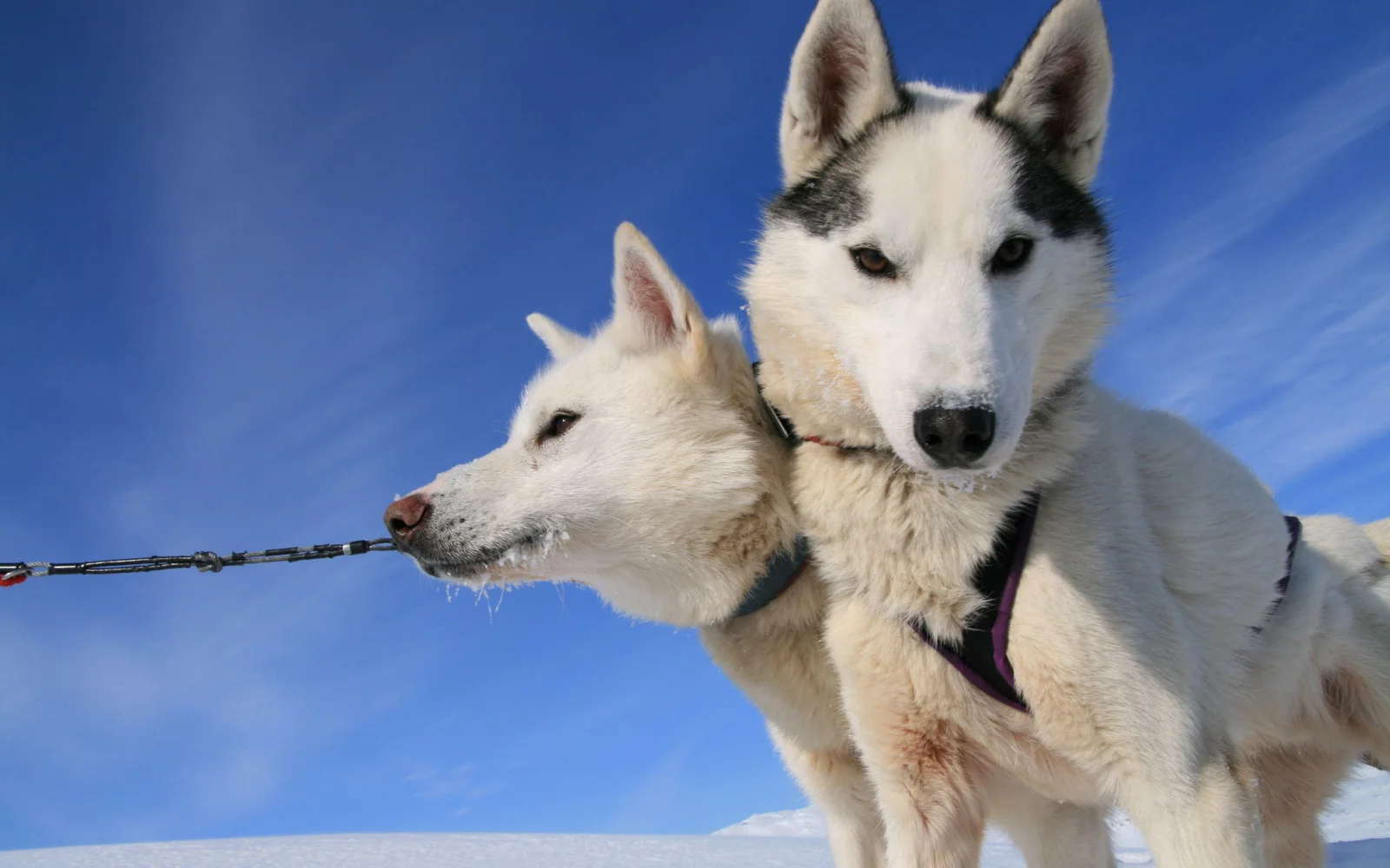 Die Huskys werden mit Ihnen ein Dreamteam bilden.