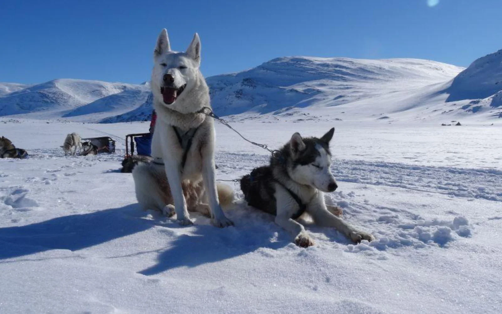 Die Huskys machen auch mal eine Pause, zwar nicht soo gerne, aber machmal tut es gut.