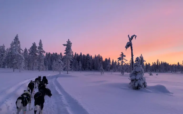Mit den Huskys dem Horizont entgegen und die Zeit vergessen