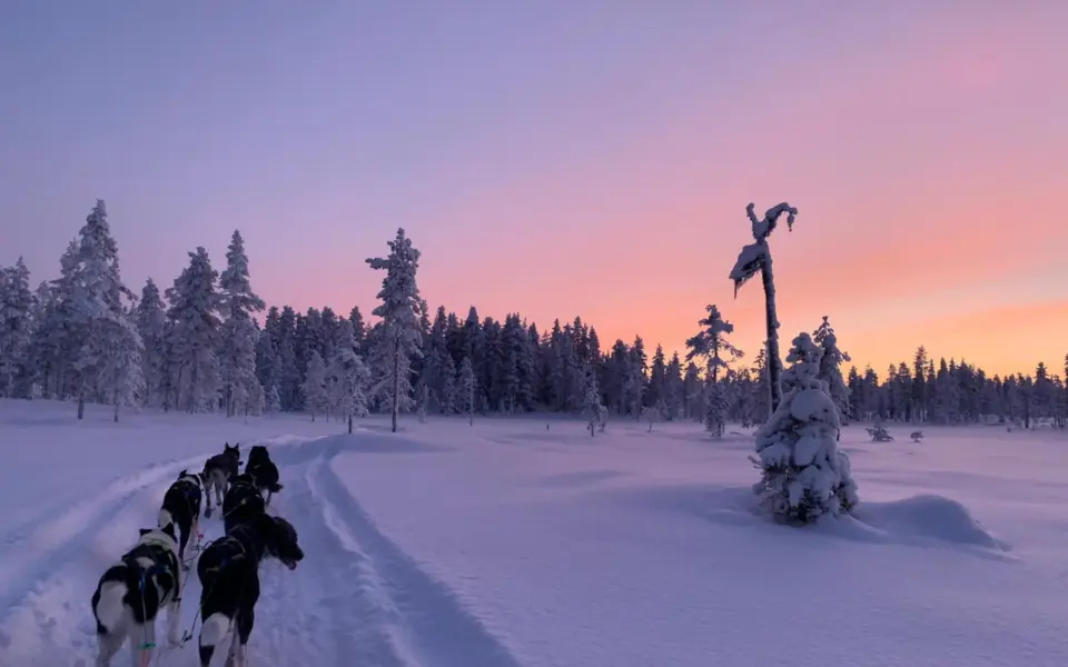 Huskytour in Schwedisch Lappland
