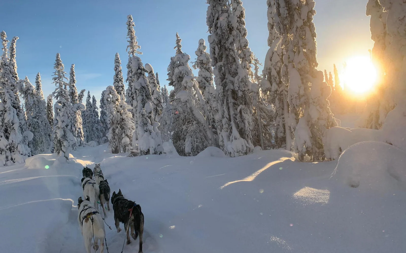 Im Sonnenschein durch tief verschneite Wälder