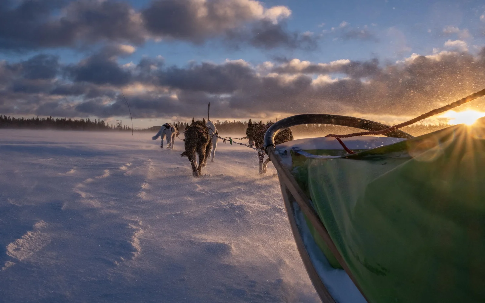 Spüren Sie die Kraft und Energie der Alaskan Huskies