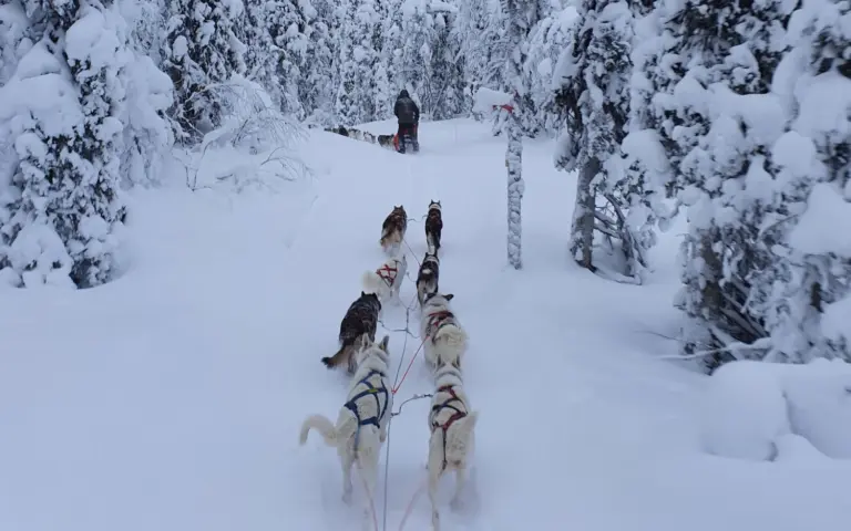 Mit Hundeschlitten unterwegs durch die verschneiten Wälder Schwedisch-Lapplands.