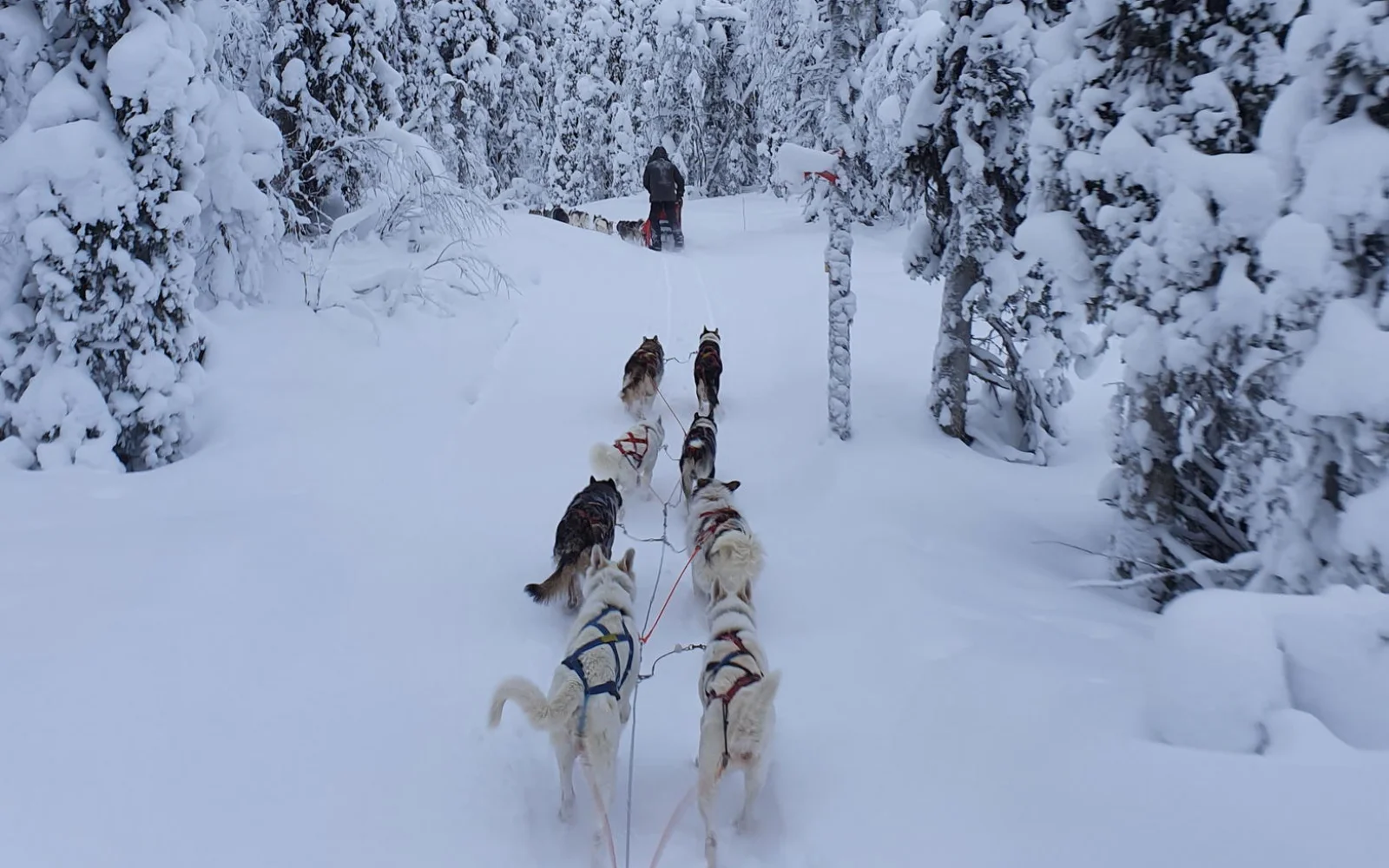 Mit Hundeschlitten unterwegs durch die verschneiten Wälder Schwedisch-Lapplands.