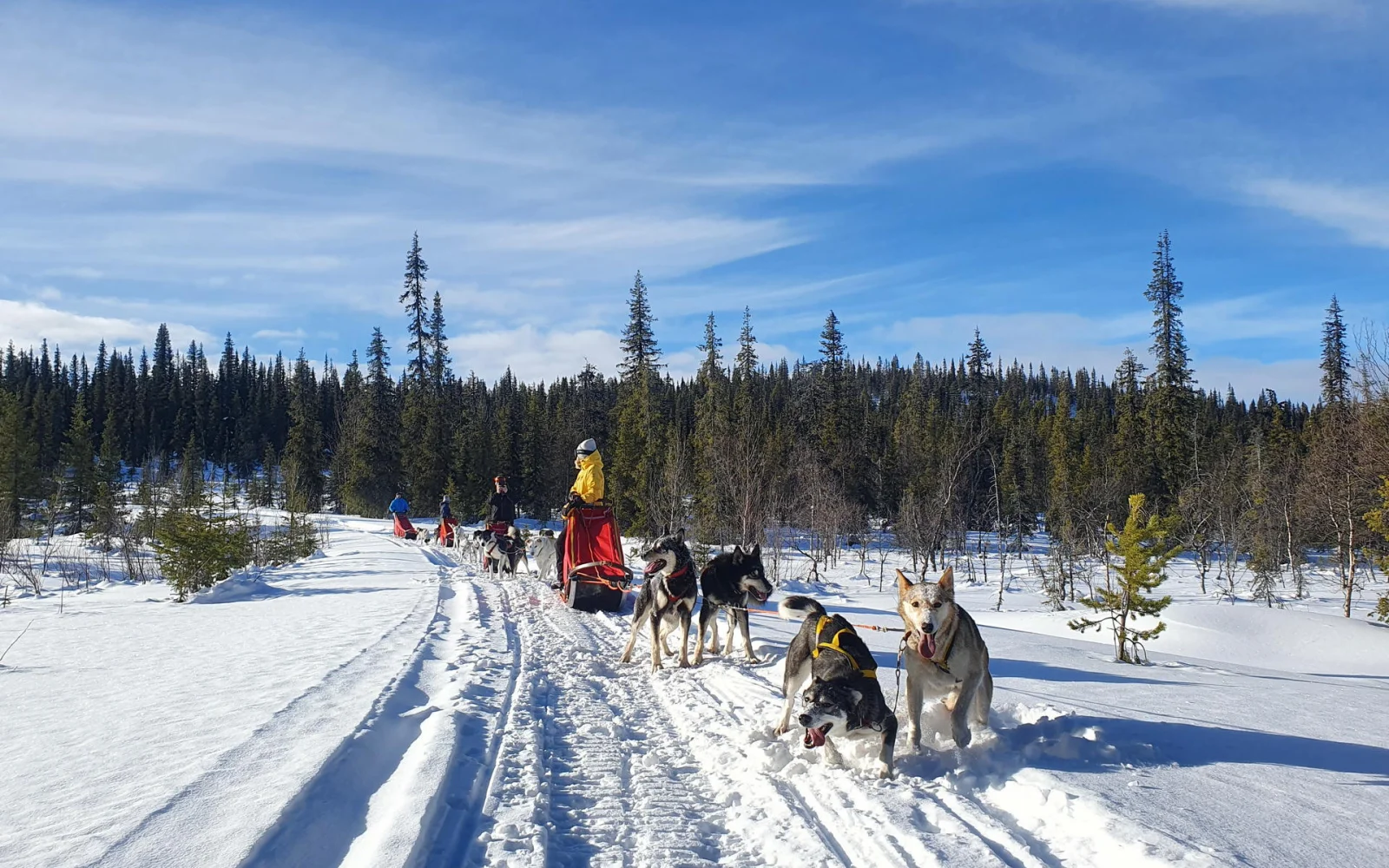 Auf Tagesetappen bis 28km Länge lenken Sie Ihr eigenes Huskygespann.