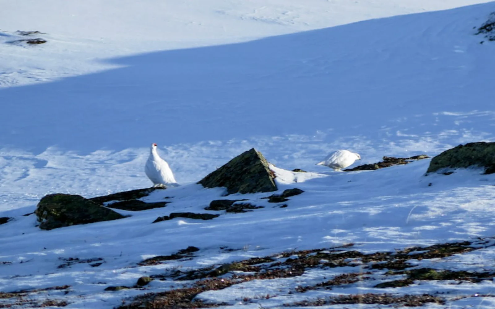 Mit etwas Glück sehen Sie auch Schneehühner 