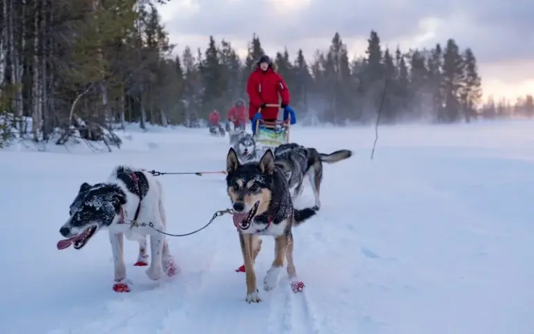 Unterwegs mit den Huskys