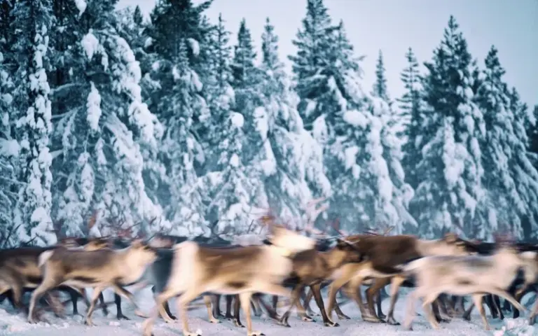 Ausflug nach Jokkmokk, an den Polarkreis und zum Storforsen