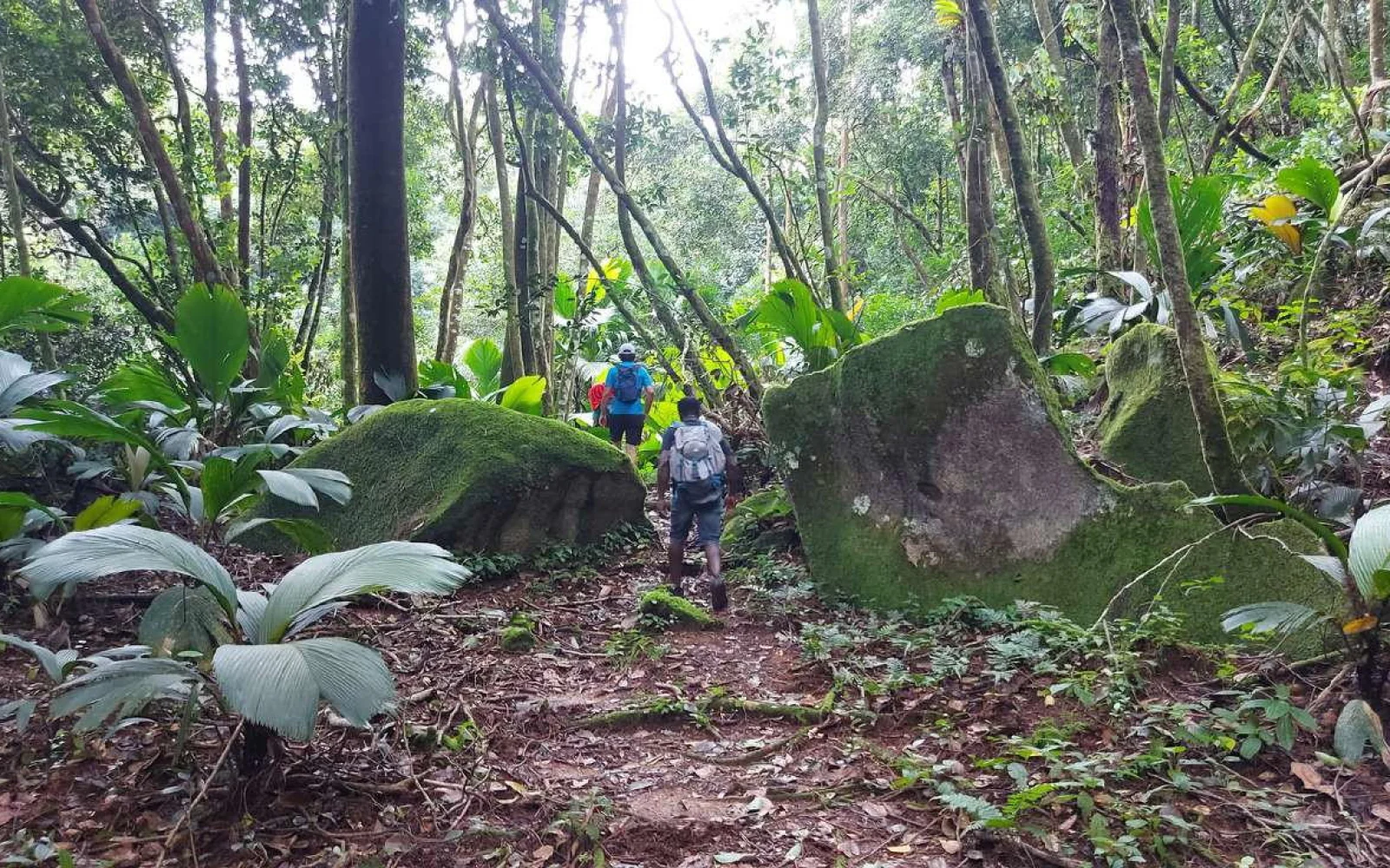 Auf den Wanderungen erkunden Sie die spektakulären Wälder der Seychellen