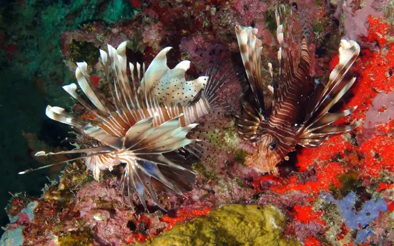 Südliche Strände: Maritime Entdeckungstour der Inseln von La Digue