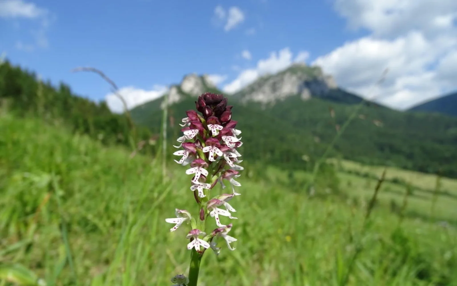 Die Mala Fatra – ein wahres Paradies für Botaniker!