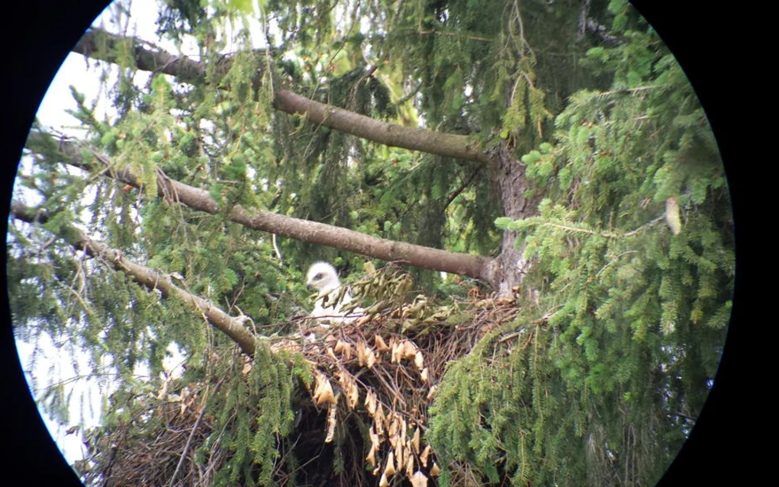 Mit etwas Glück entdecken Sie wie hier einen jungen Adler in seinem Horst