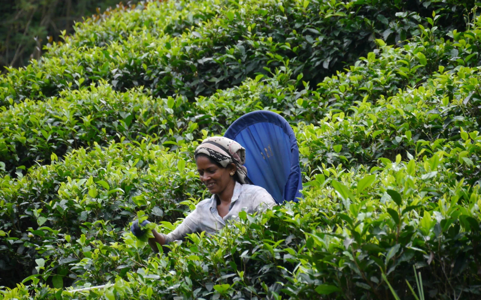 Eines der vielen Sinnbilder Sri Lankas: eine Teepflückerin