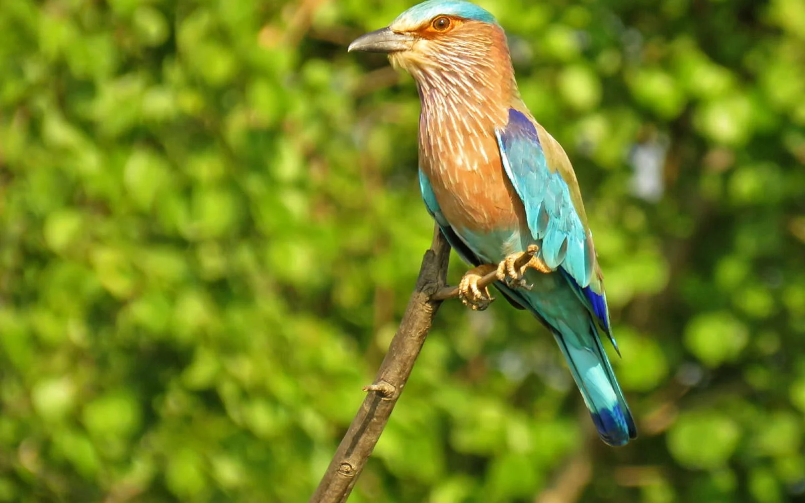 Die Insel ist für ihre vielfältige Vogelwelt bekannt wie z. B. der Roller