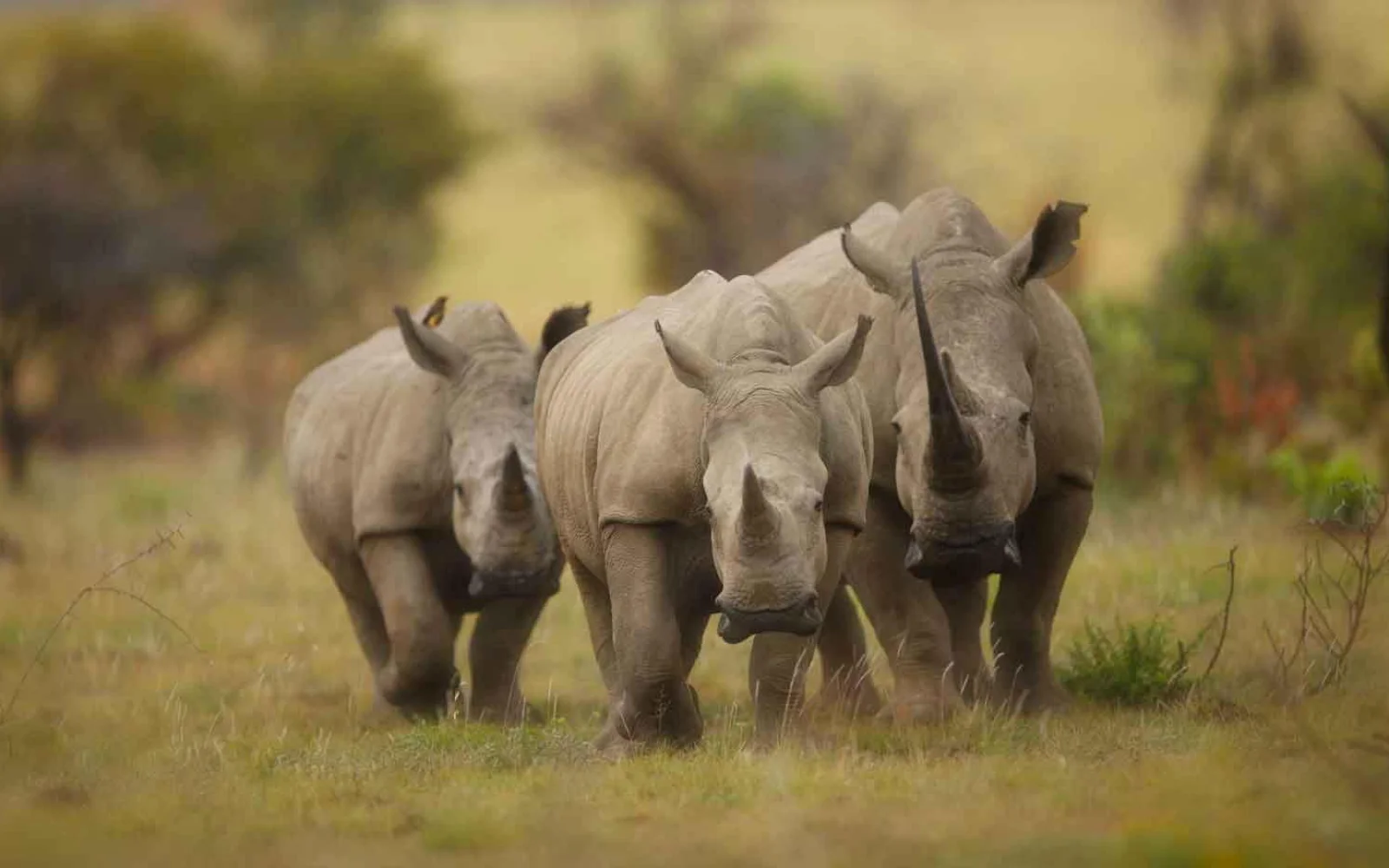 Das Reservat befindet sich in direkter Nachbarschaft zum Krüger-Nationalpark. (© Africa On Foot)