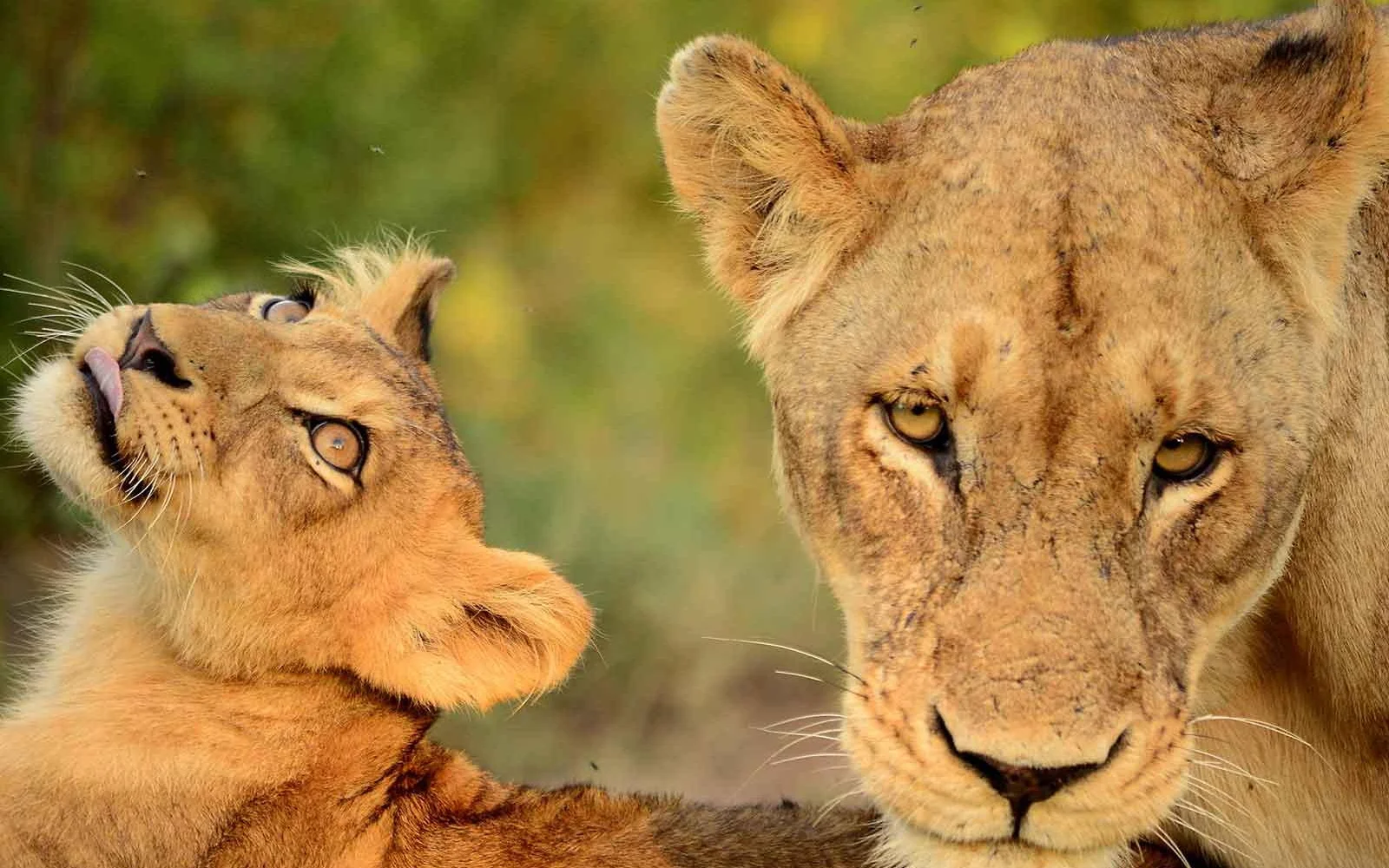Eine Begegnung mit dem König der Savanne ist besonders eindrucksvoll (© Africa On Foot)