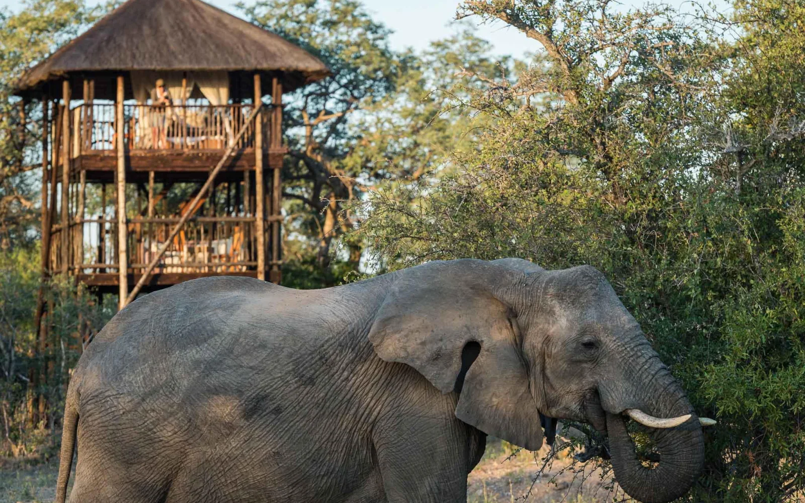und auf die Tierwelt. (© Africa On Foot)
