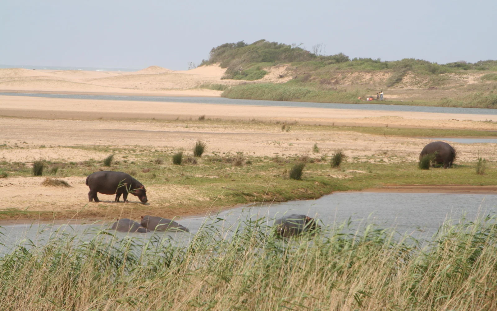 Hippos nahe iSimangaliso Wetland Park, Zululand