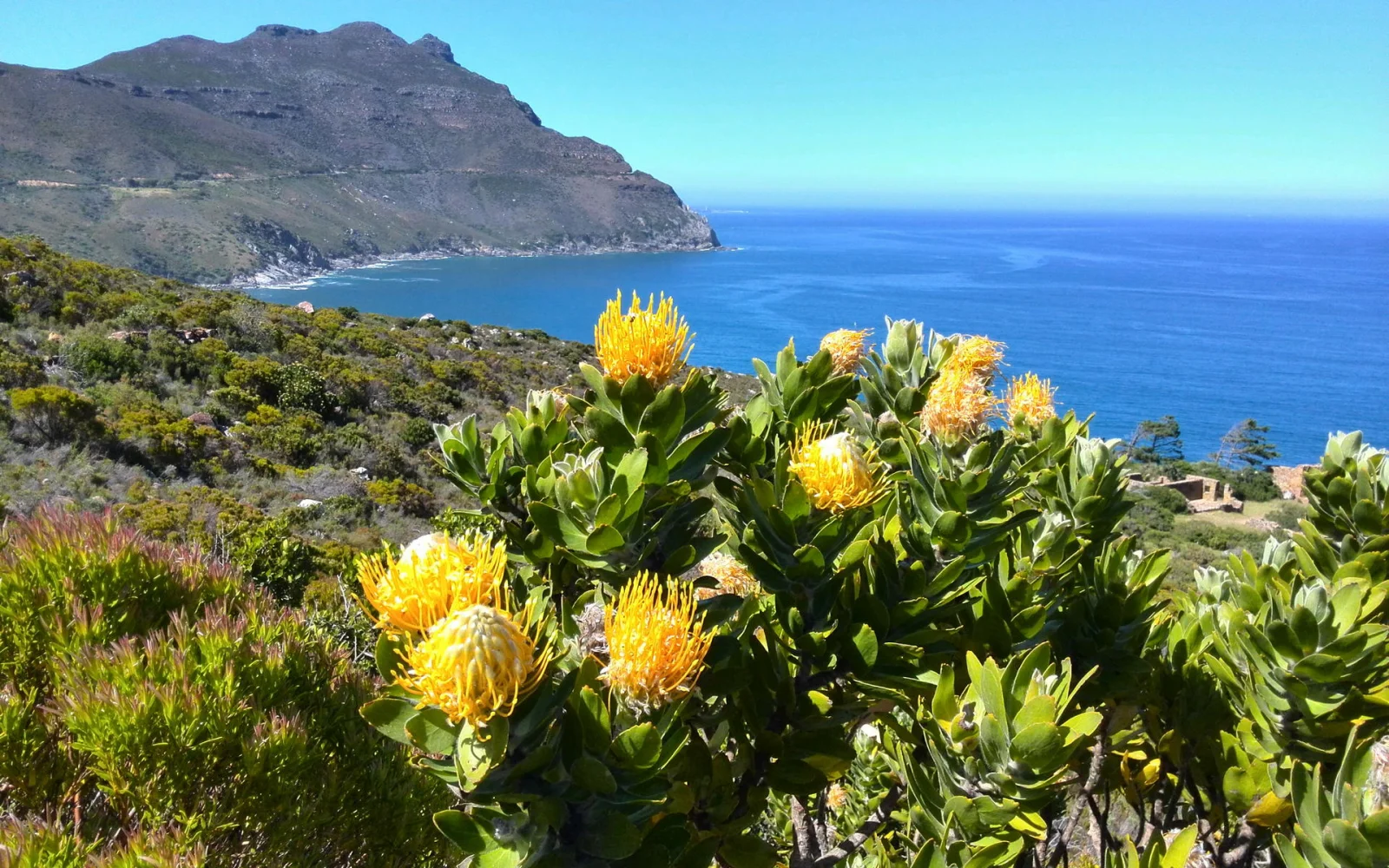 Proteen Pracht am Blackburn Kloof, in der Nähe von Hout Bay