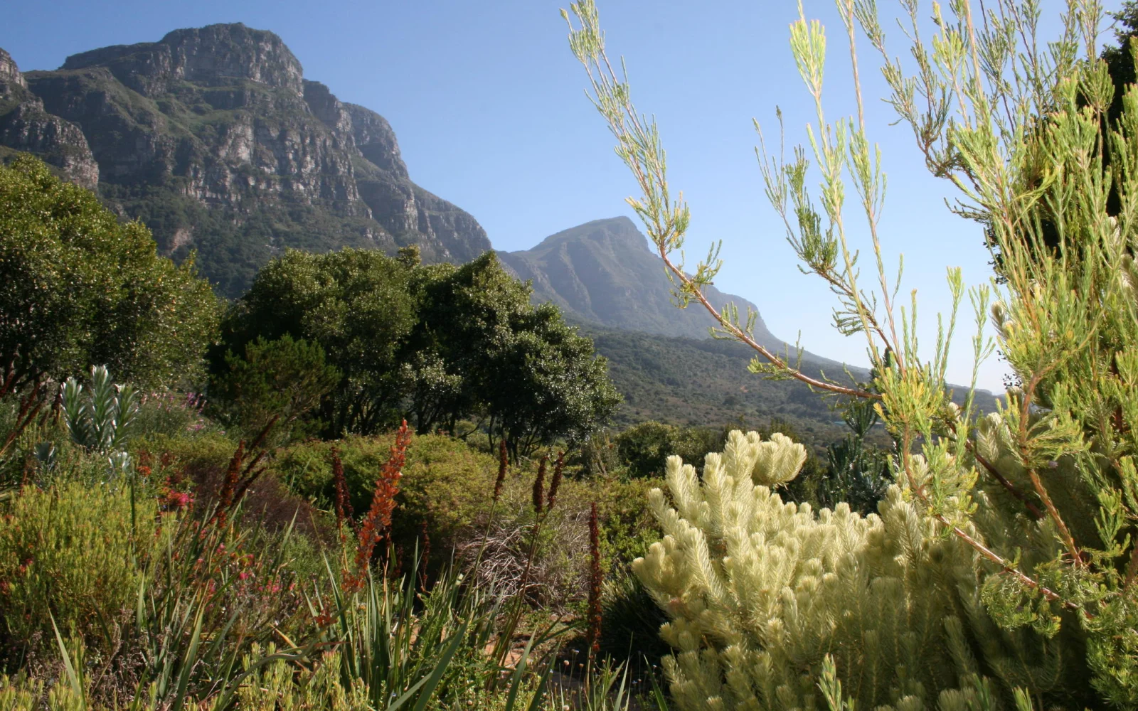 Eine  eine beeindruckende Vielfalt an südafrikanischer Flora im Botanischen Garten Kirstenbosch