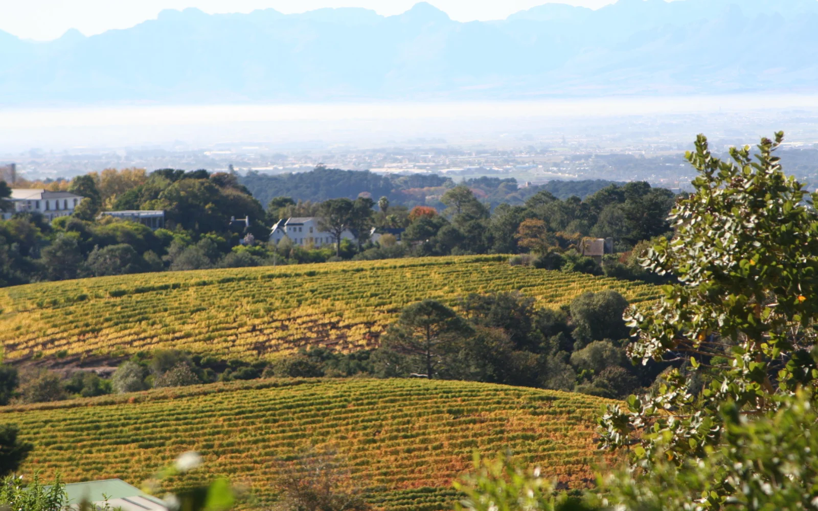 Constantia Weinberge mit den Hottentots Hollands Mountains im Hintergrund