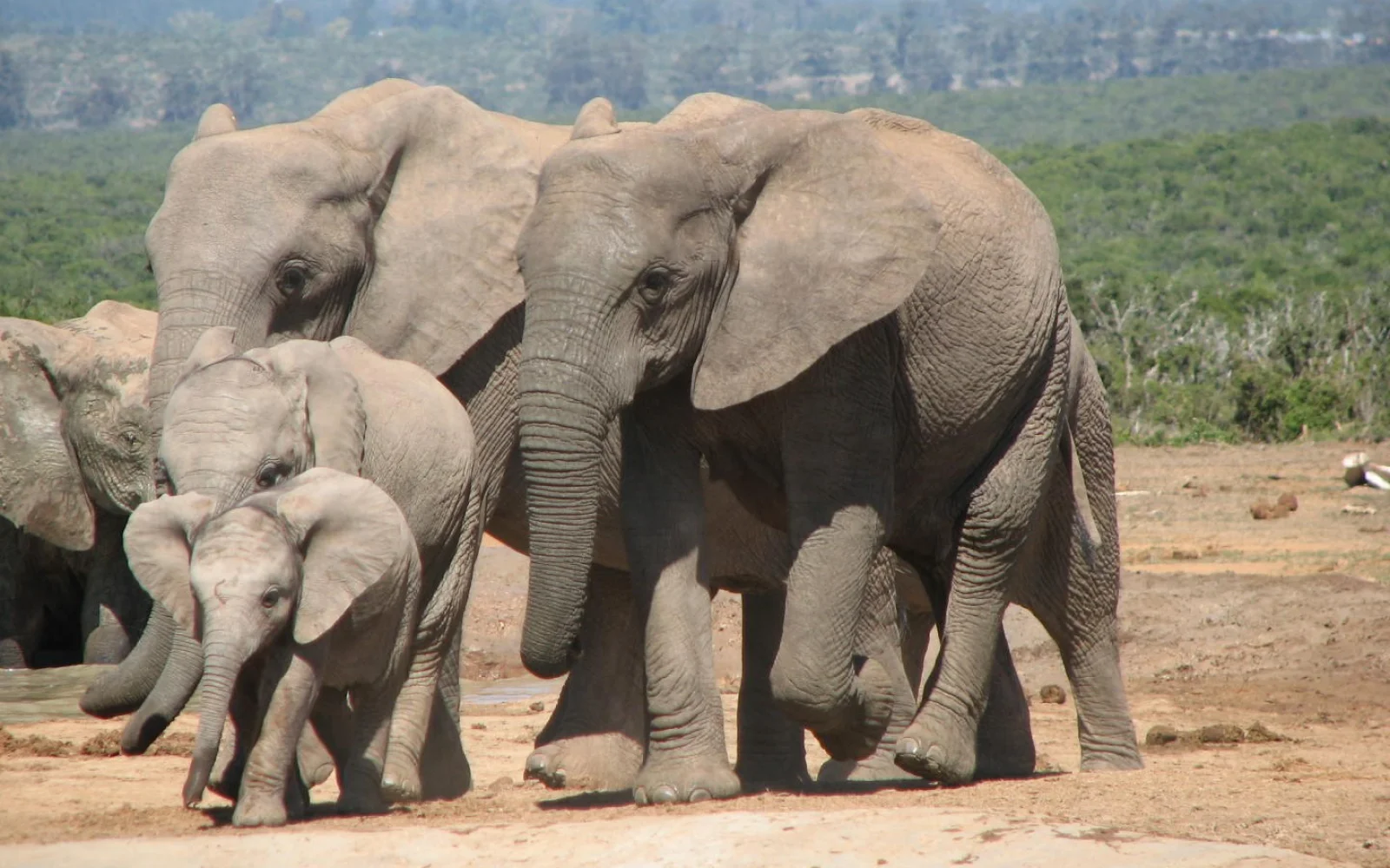 Während der Reise über die Garden Route werden Sie Afrikas Tierwelt erleben.