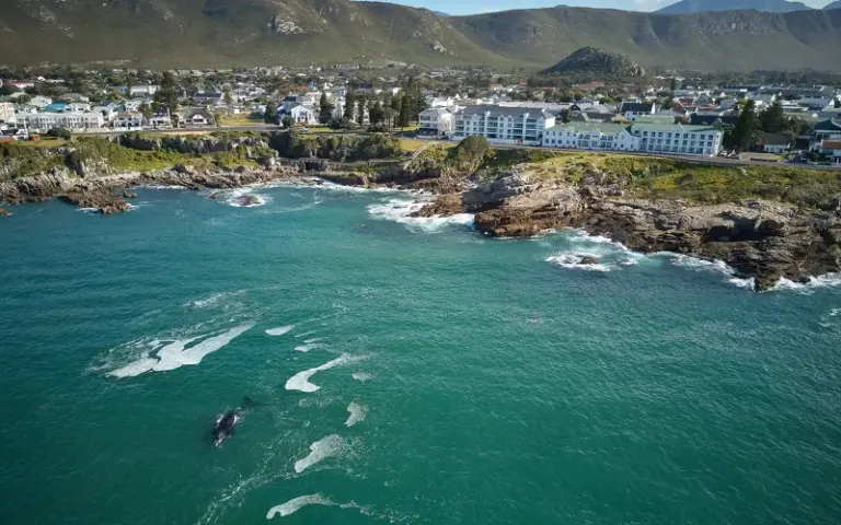 Walbeobachtung in Hermanus