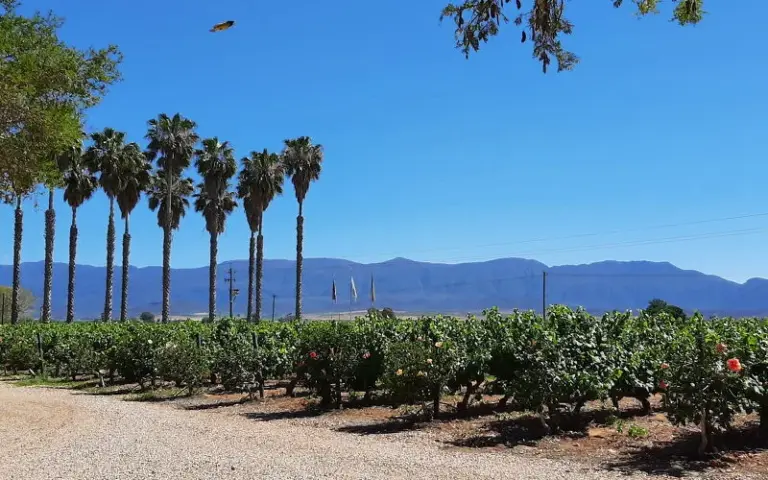 Durch die Winelands nach Franschoek
