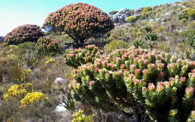 Zu Fuss unterwegs in die Joenkershoek Berge