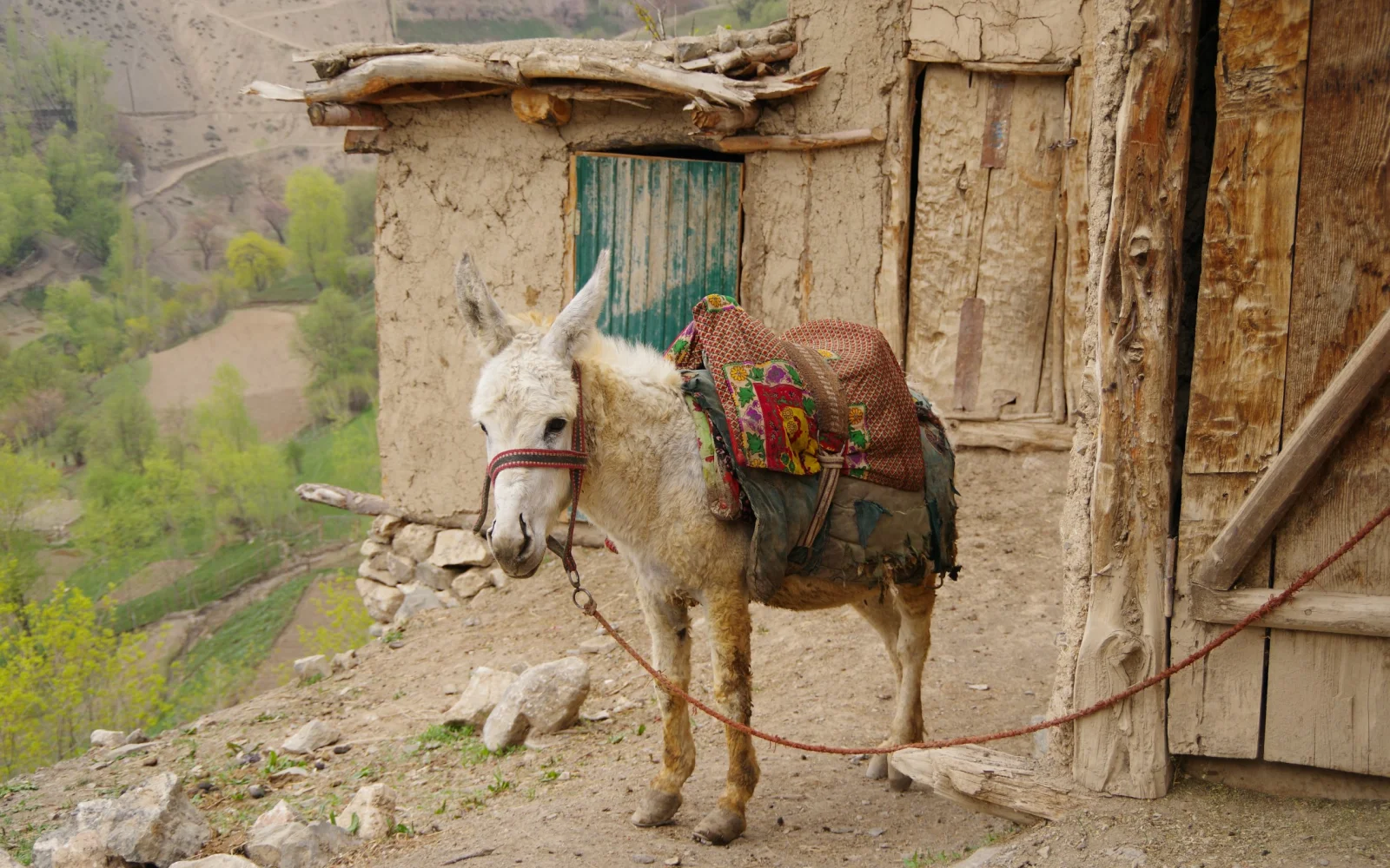 Treuer Begleiter im Pamir