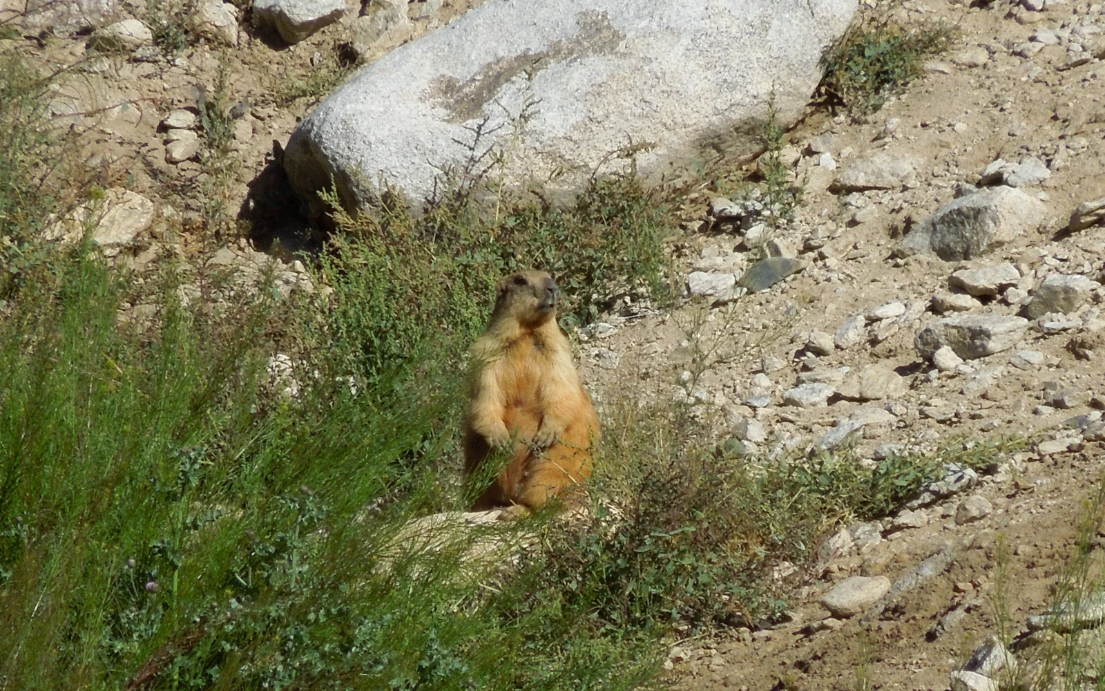 Stille Wächter des Hochlands