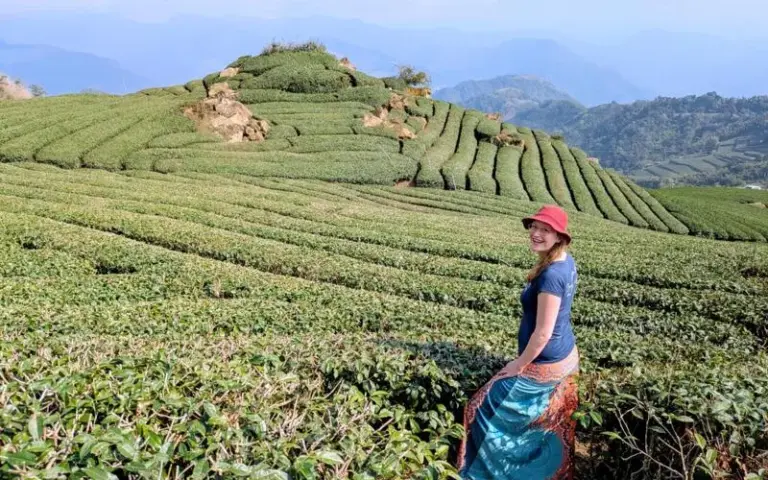 Legendäres Alishan-Gebirge und Herkunftsort des bekannten Oolong-Tees