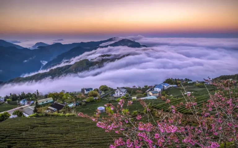 Alishan-Wolkenberge und Teeplantagen (Foto: Taiwan Tourism Administration)
