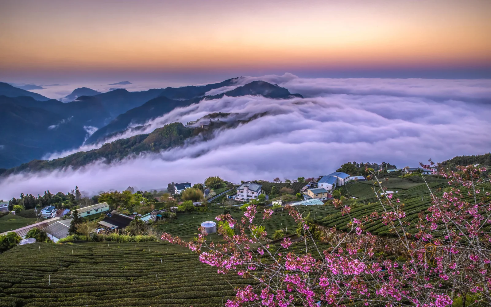 Alishan-Wolkenberge und Teeplantagen (Foto: Taiwan Tourism Administration)