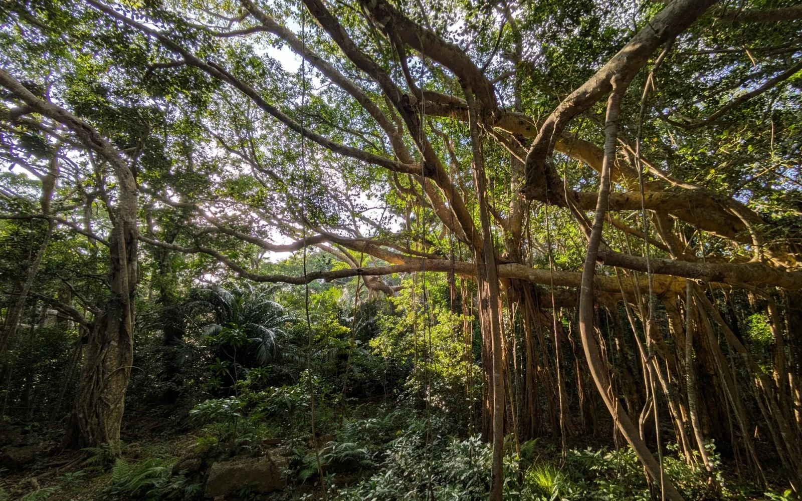 Im botanischen Garten überraschen imposante Bäume mit ihren Luftwurzeln