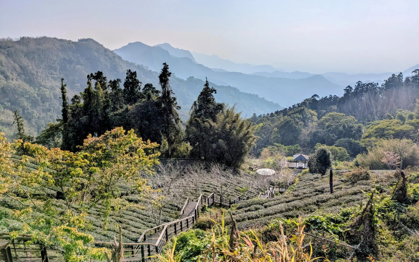 Stimmungsvoller Ausblick auf Teeplantagen und Alishan-Bergwelt