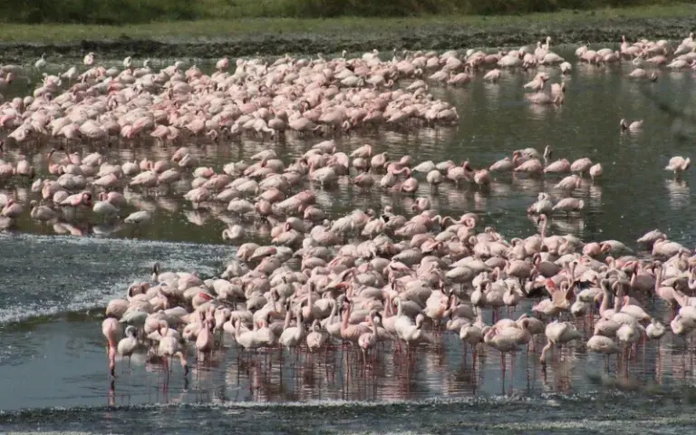 Safari im „Juwel Afrikas“: Lake Manyara-Nationalpark 