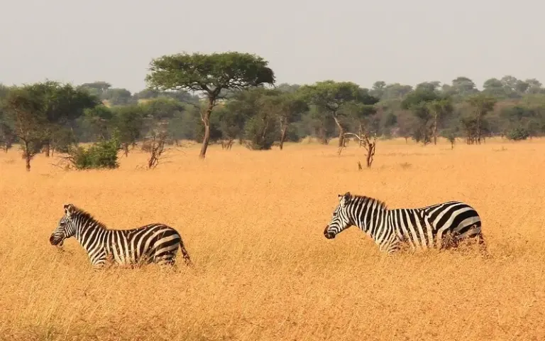 Ganztägige Pirschfahrten durch die Weiten der Serengeti