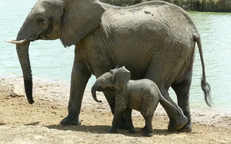 Tarangire-Nationalpark: Safari im „Park der Elefanten“