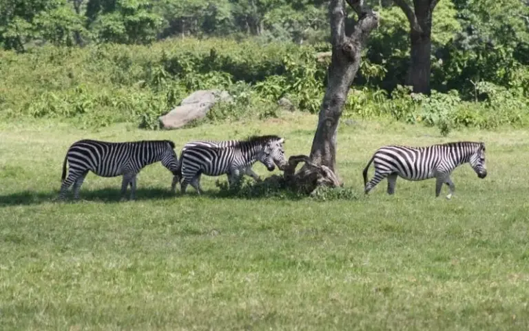Abstieg durch den Regenwald und Safari im Arusha-Nationalpark