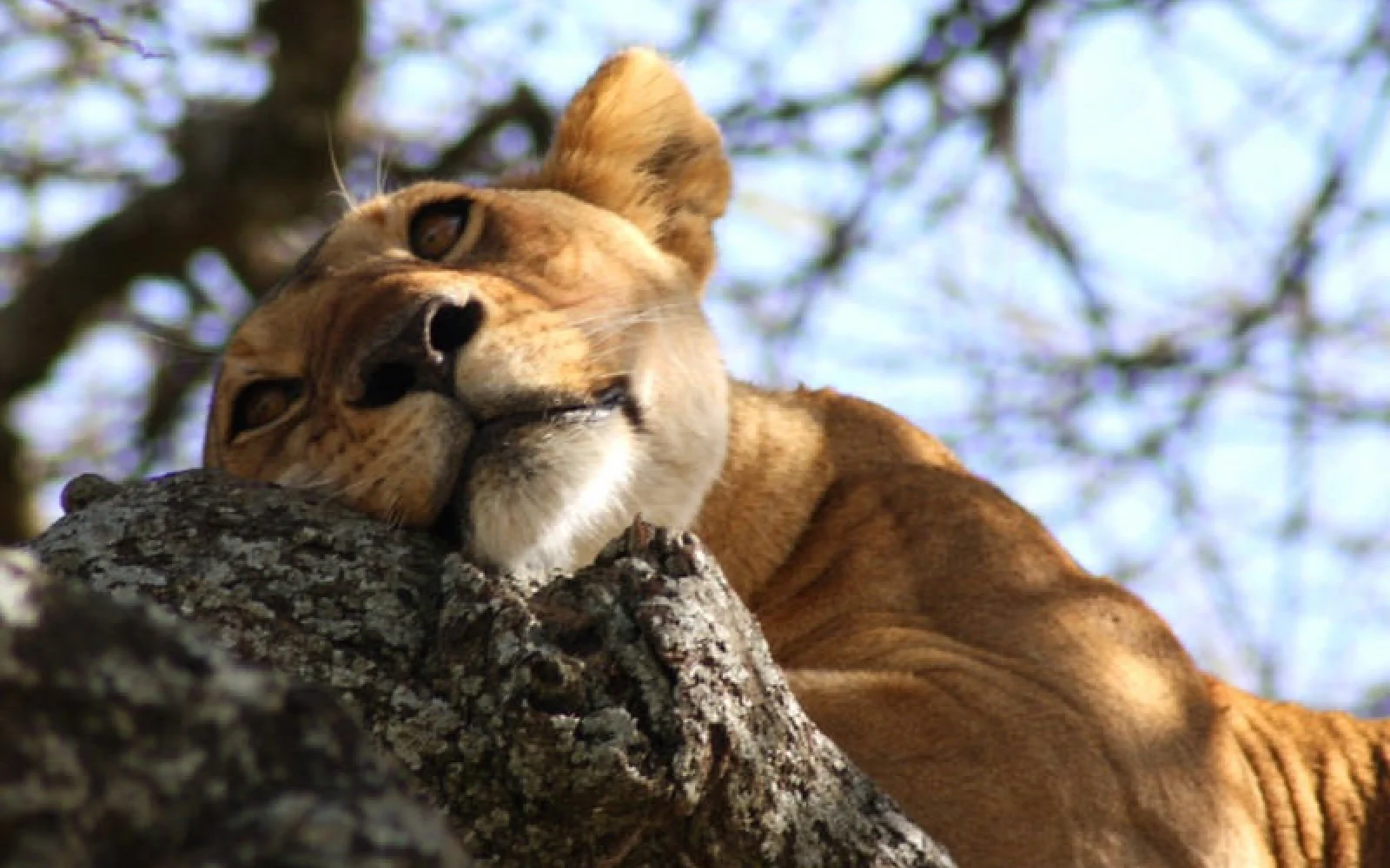 Löwin im Baum: entspannte Mittagspause in der Serengeti