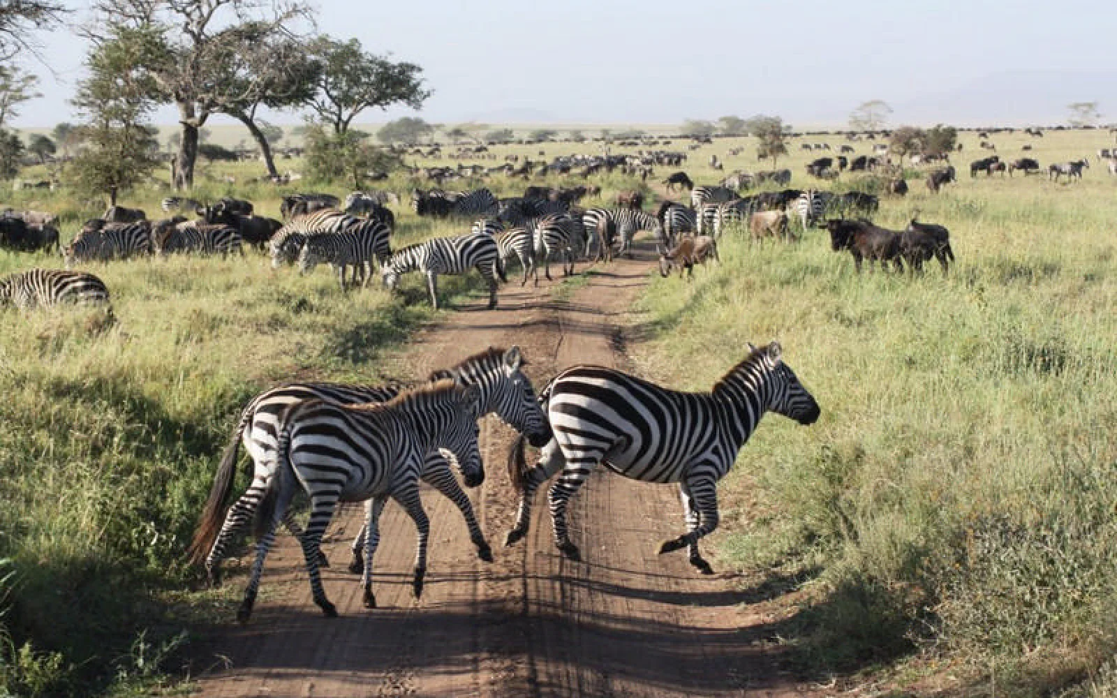 Im Frühjahr ist bei der Großen Wanderung viel Verkehr in der Serengeti