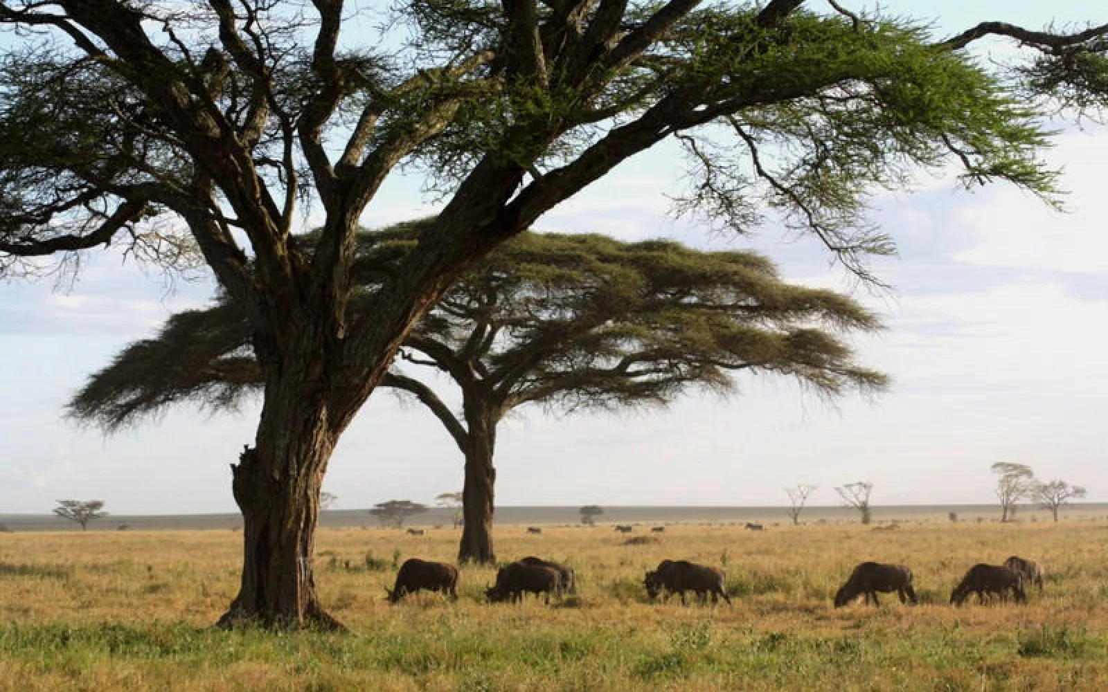 Typische Serengeti-Kulisse