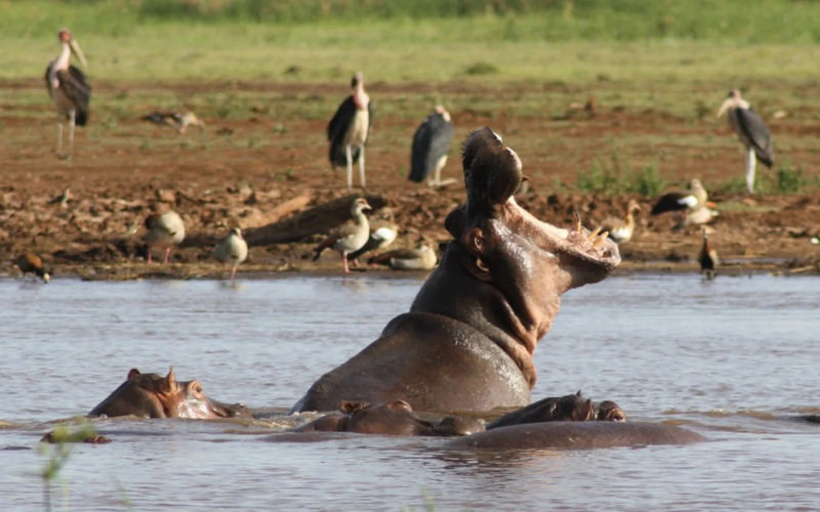 In einem Hippopool (hier im Lake Manyara Nationlpark) ist immer etwas los!