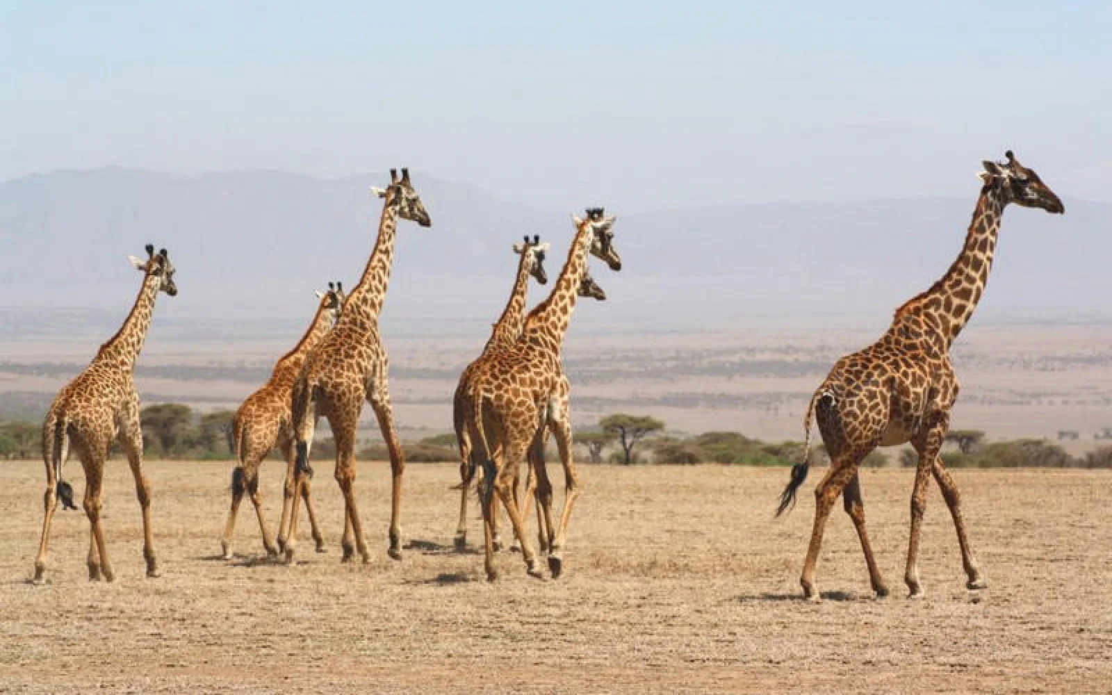Giraffen traben anmutig in der Landschaft umher