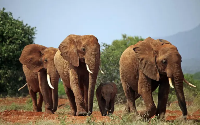 Große Herden an Elefanten wohnen vor allem im Tarangire Nationalpark