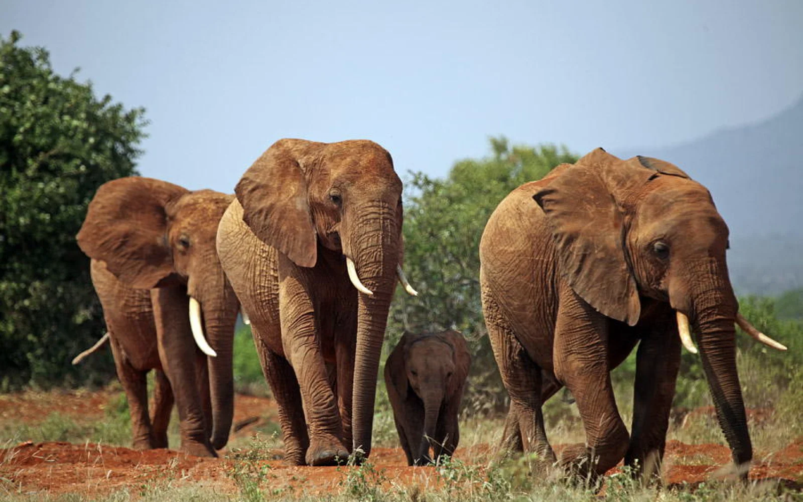 Große Herden an Elefanten wohnen vor allem im Tarangire Nationalpark