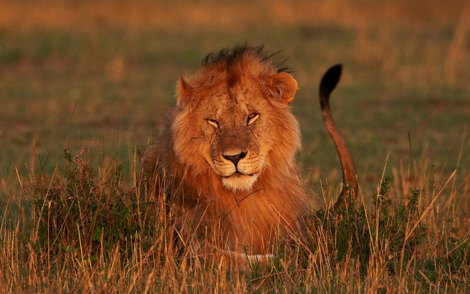 Im Fokus stehen Safaris - Schnappschüsse wie dieser nicht ausgeschlossen