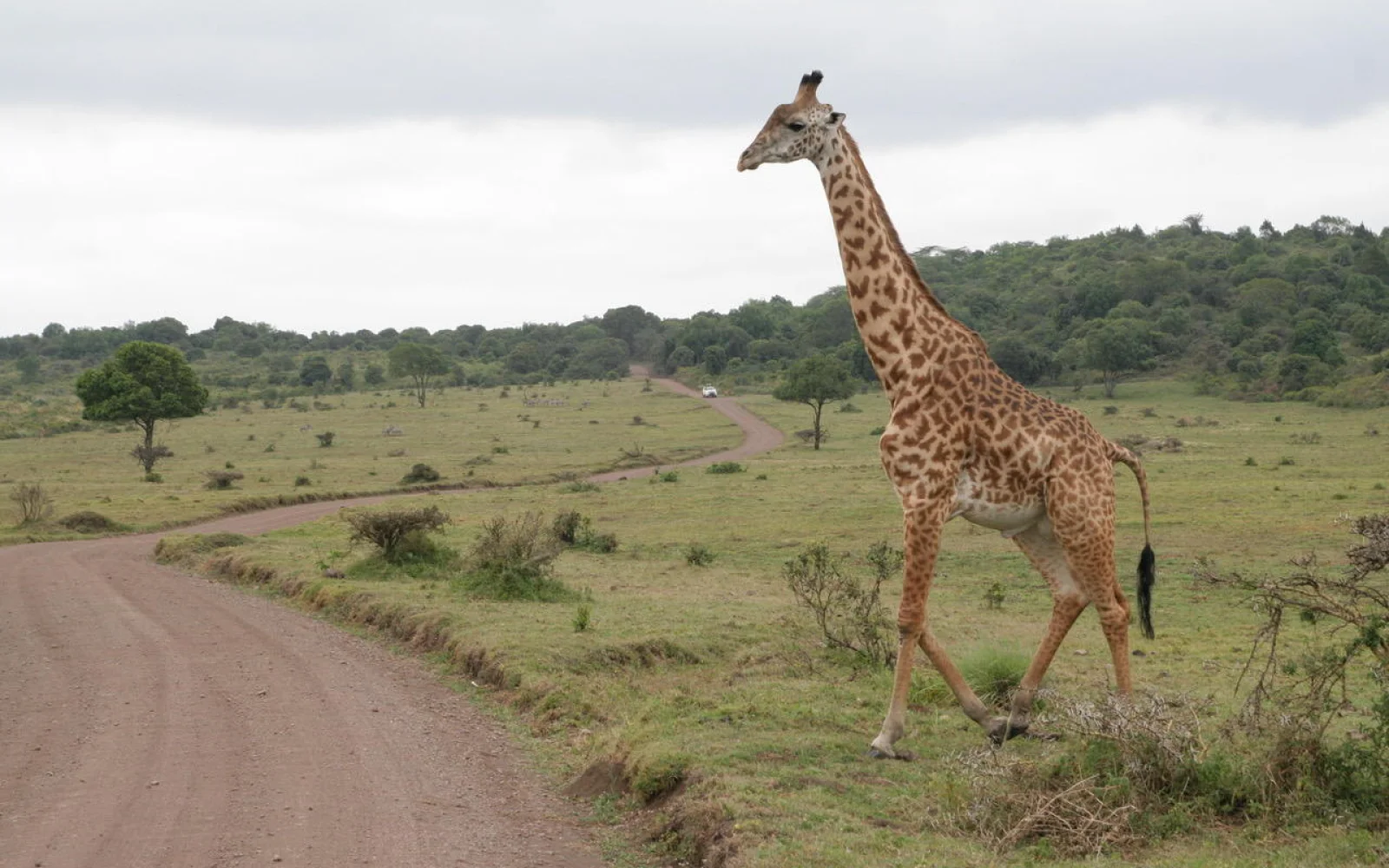 Atemberaubende Begegnungen mit den berühmten Wildtieren Afrikas garantiert 