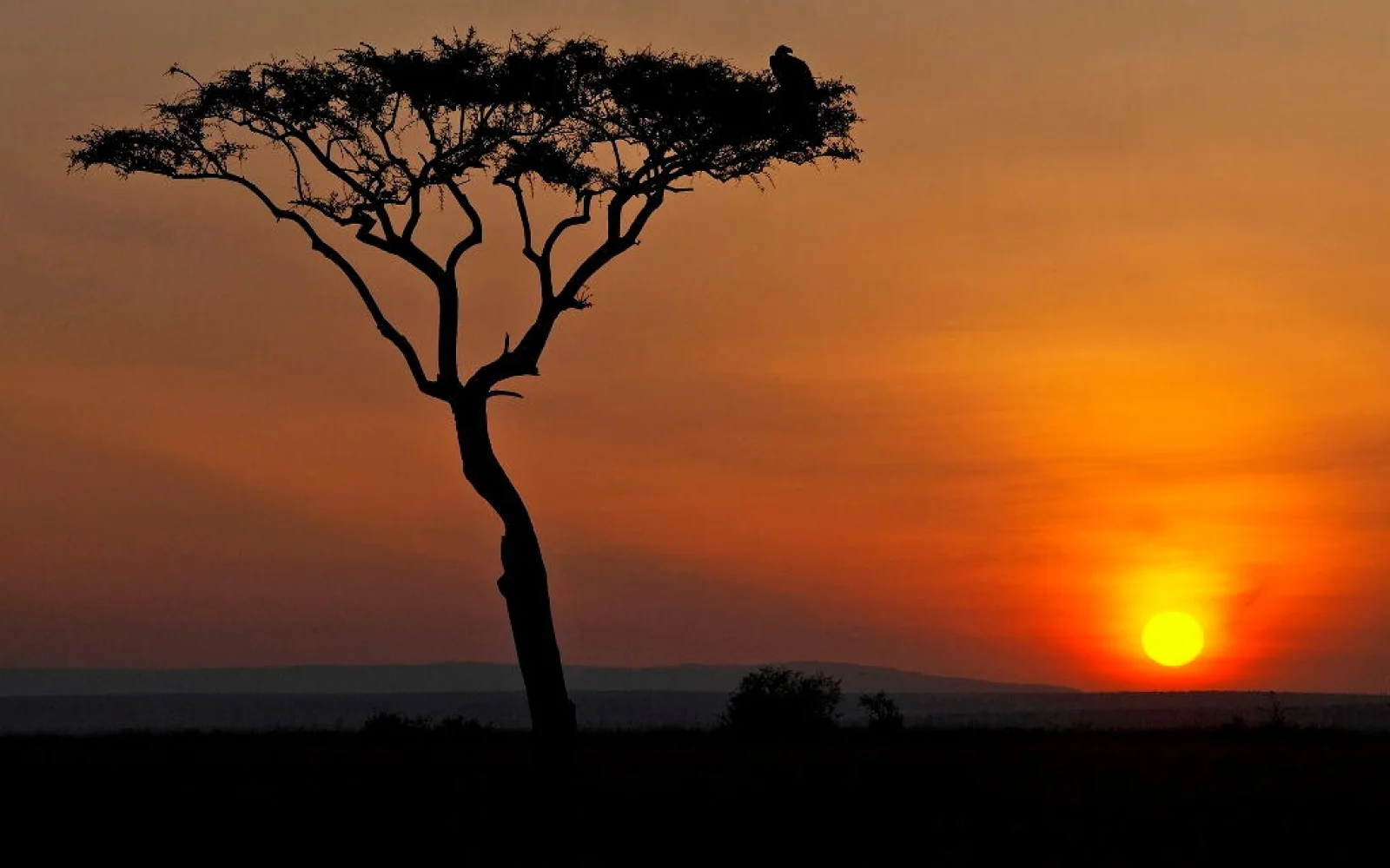 Typisch Afrika: Sonnenuntergang mit Akazie in der Serengeti